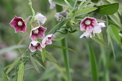 Oxystelma esculentum